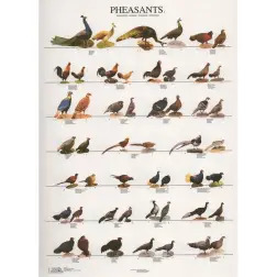 Poster Faisoes 1 pheasants 1 Van Keulen - 1040320052
