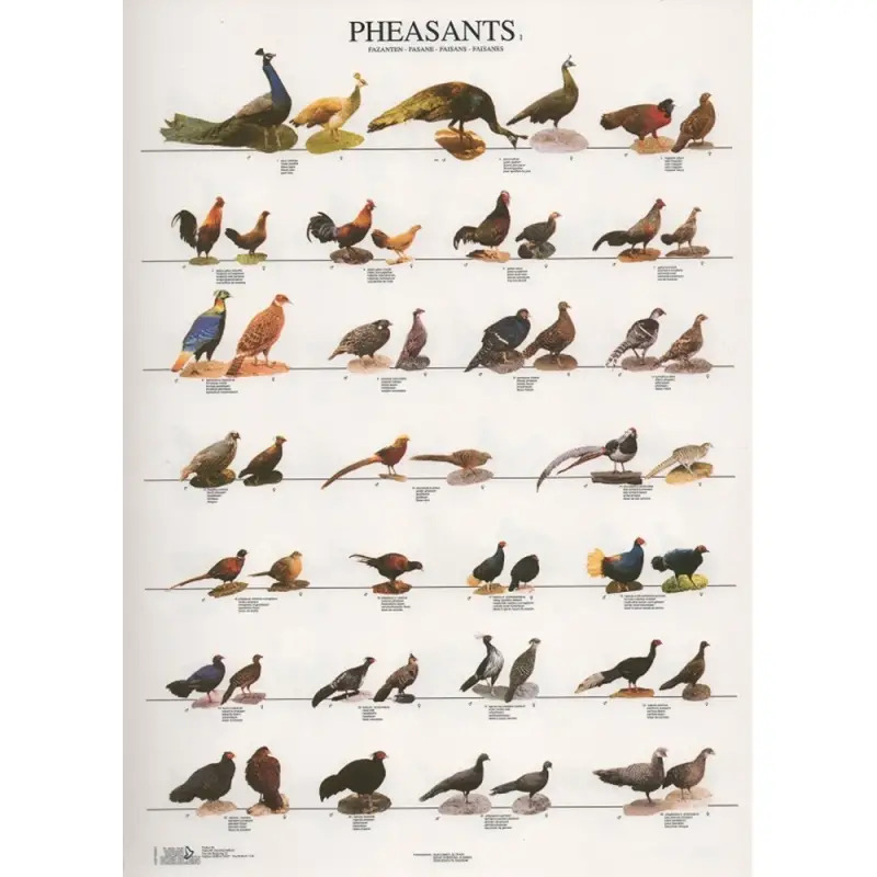 Poster Faisoes 1 pheasants 1 Van Keulen