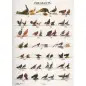Poster Faisoes 1 pheasants 1 Van Keulen
