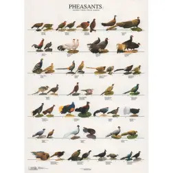 Poster Faisoes 2 pheasants Van Keulen - 1040320054