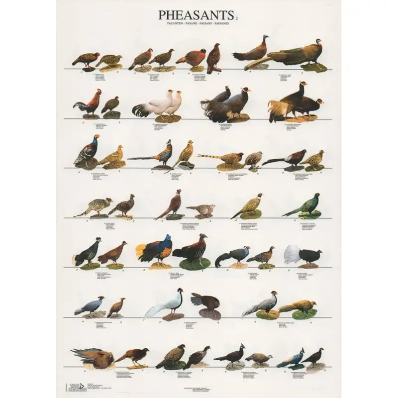 Poster Faisoes 2 pheasants Van Keulen