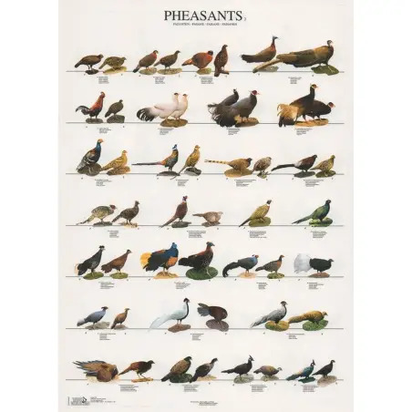 Poster Faisoes 2 pheasants Van Keulen - 1040320054