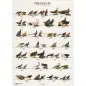 Poster Faisoes 2 pheasants Van Keulen