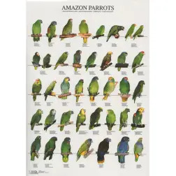 Poster Papagaios Do Amazonas amazon Parrots Van Keulen - 1040320067