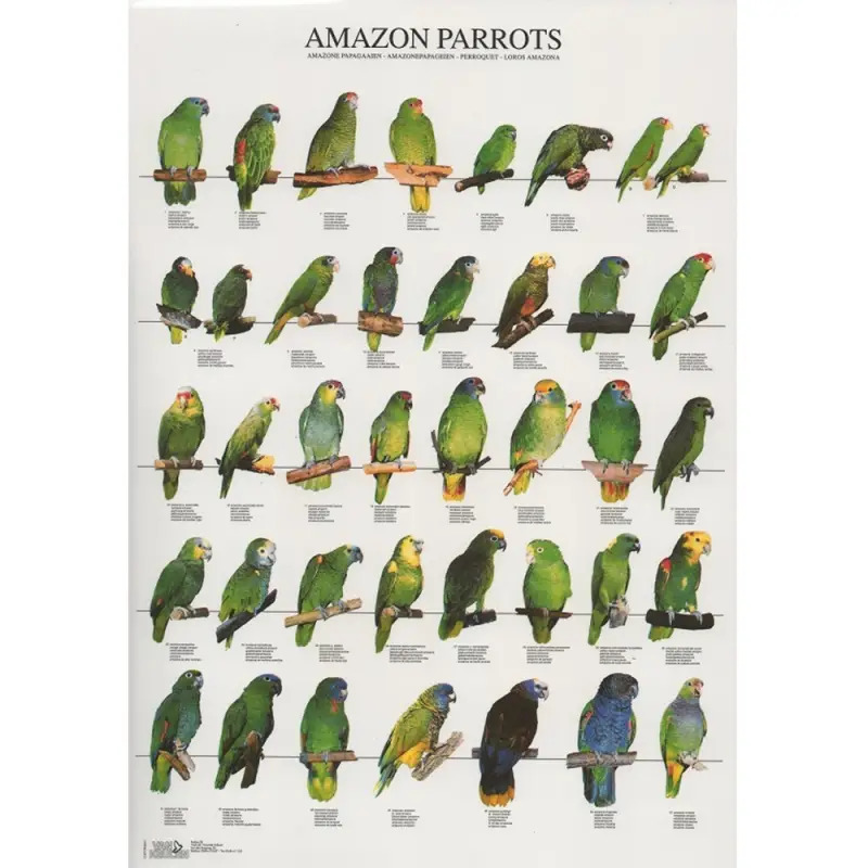 Poster Papagaios Do Amazonas amazon Parrots Van Keulen