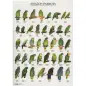 Poster Papagaios Do Amazonas amazon Parrots Van Keulen