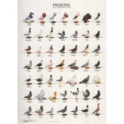 Poster Pombos 1 pigeons 1 Van Keulen - 1040320074