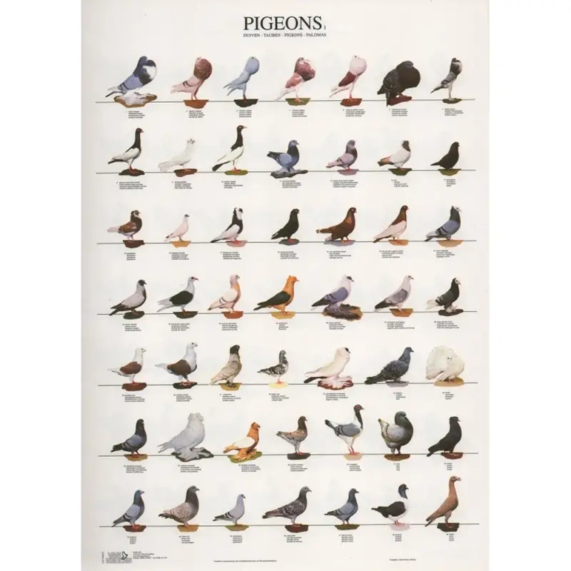 Poster Pombos 1 pigeons 1 Van Keulen