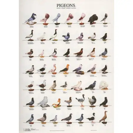 Poster Pombos 1 pigeons 1 Van Keulen - 1040320074