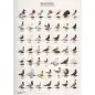 Poster Pombos 1 pigeons 1 Van Keulen