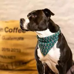 Bandana "Coffee Break" - S - 1040240205