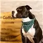 Bandana "Coffee Break" Bandana "Coffee Break"