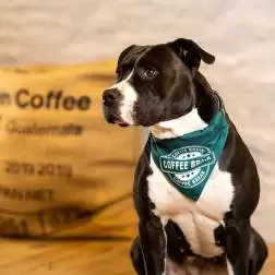 Bandana "Coffee Break" - S #1 - 1040240205
