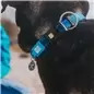 Coleira com ID Tag "Matrix Sky Blue"
