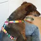 Peitoral "Playtime" Peitoral "Playtime"