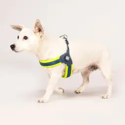 Peitoral Q-fit "Matrix Yellow" - M #3 - 1040180561
