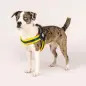 Peitoral Q-fit "Matrix Yellow" Peitoral Q-fit "Matrix Yellow"
