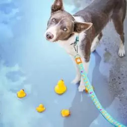 Trela "Ducklings" - XS #1 - 1040220600