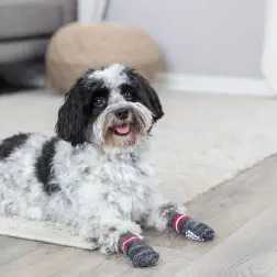 Meias para Cão - M-L #1 - 1040240018