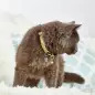 Coleira com ID Tag "Monkey Maniac" para Gato Max&Molly Coleira com ID Tag "Monkey Maniac" para Gato Max&Molly