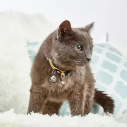 Coleira com ID Tag "Monkey Maniac" para Gato Max&Molly #5 - 1040080424
