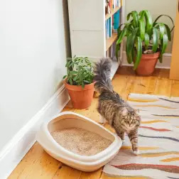 Beco Tray Natural BecoPets - 1050130028
