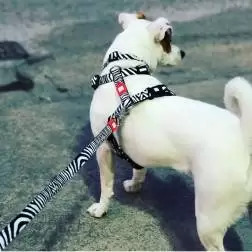 Trela "Zebra" Max&Molly - XS - 1.20mt/10mm - 1040220613