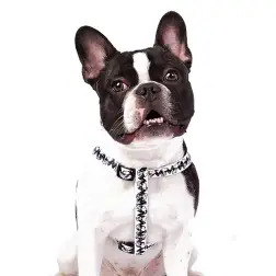 Peitoral Branco Snoopy - XS - Circunf. Barriga: 27-38cm - 1040180746