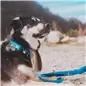 Max & Molly - Trela Multi "matrix Sky Blue" tam. Max&Molly Max & Molly - Trela Multi "matrix Sky Blue" tam. Max&Molly
