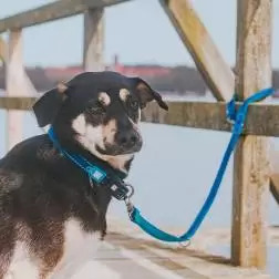 Max & Molly - Trela Multi "matrix Sky Blue" tam.  Max&Molly #4 - 1040220367
