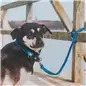 Max & Molly - Trela Multi "matrix Sky Blue" tam. Max&Molly Max & Molly - Trela Multi "matrix Sky Blue" tam. Max&Molly
