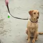 Frexygene - Detergente Anti-bacter. P/ Superfic Pet Cleaning Frexygene - Detergente Anti-bacter. P/ Superfic Pet Cleaning
