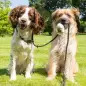 Frexygene - Detergente Anti-bacter. P/ Superfic Pet Cleaning Frexygene - Detergente Anti-bacter. P/ Superfic Pet Cleaning