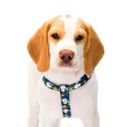 Peitoral Azul/Xadrex Snoopy - XS - Circunf. Barriga: 27-38cm #1 - 1040180667