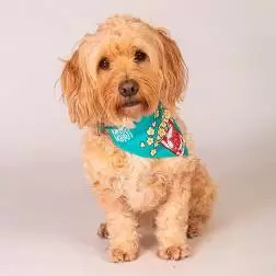Bandana "Popcorn" - S Max&Molly - 1040240200
