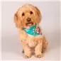 Bandana "Popcorn" - S Max&Molly