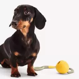 Beco Slinger Ball Amarelo BecoPets - 1040061434