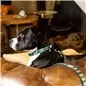 Max & Molly - Trela Multi "coffee Break" tam. M Max&Molly Max & Molly - Trela Multi "coffee Break" tam. M Max&Molly