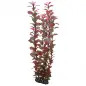 Plantas Set 3 kit 6 Plantas Hobby Plantas Set 3 kit 6 Plantas Hobby