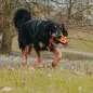 Max & Molly - Brinquedo C/ Pelucia "otto The Dino" Max&Molly