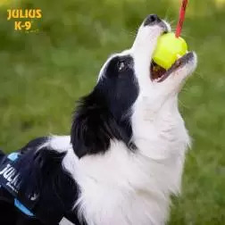Bola "julius K-9" Fluorescente C/ Corda amarela/d Julius-K9 - 1040061230