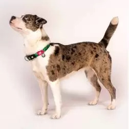 Max & Molly - Coleira C/ Id Tag "tropical" tam. X Max&Molly #2 - 1040080873
