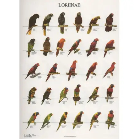 Poster Lories 1 loriinae 1 Van Keulen - 1040320058