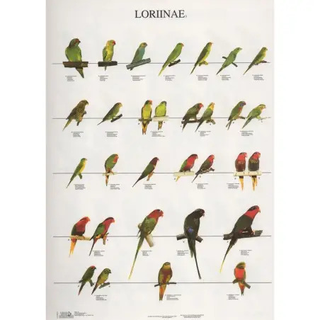 Poster Lories 3 loriinae 3 Van Keulen - 1040320060