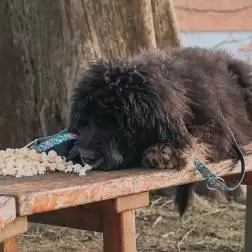 Max & Molly - Trela Multi "popcorn" tam. M Max&Molly - 1040220708