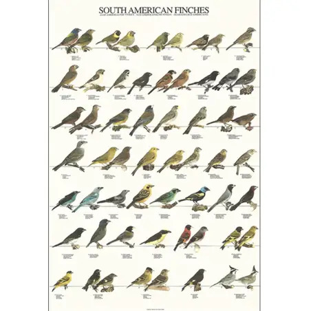 Poster Diamantes Sul-americanos Van Keulen - 1040320048