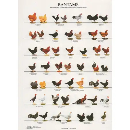 Poster Galinhas De Exibiçao 2 bantams 2 Van Keulen - 1040320056