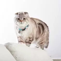 Coleira com ID Tag "Retro Blue" para Gato Max&Molly #4 - 1040080740