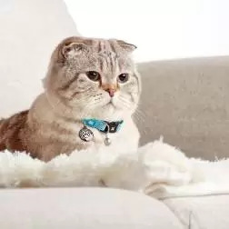 Coleira com ID Tag "Retro Blue" para Gato Max&Molly #5 - 1040080740