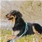 Max & Molly - Trela Multi "retro Blue" tam. M Max&Molly Max & Molly - Trela Multi "retro Blue" tam. M Max&Molly